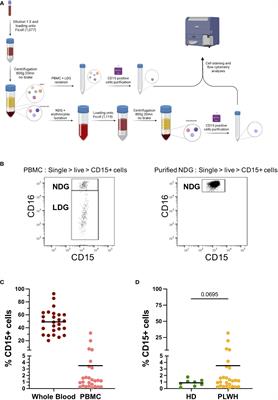Fc receptors are key discriminatory markers of granulocytes subsets in people living with HIV-1
